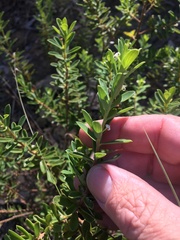Pimelea leptospermoides