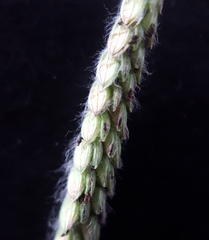Paspalum dilatatum