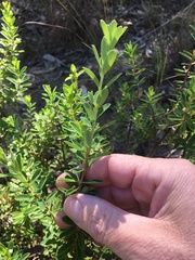 Pimelea leptospermoides