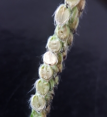 Paspalum dilatatum