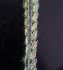 Paspalum dilatatum