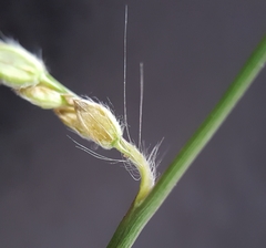 Paspalum dilatatum