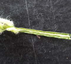 Paspalum dilatatum