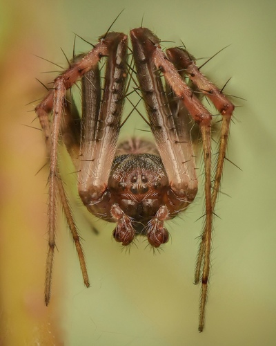 Labyrinth Orbweaver