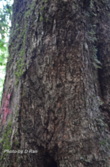 Lithocarpus fenestratus