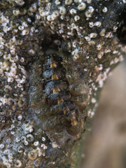 Acanthochitona