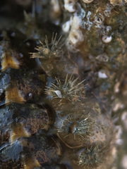 Acanthochitona