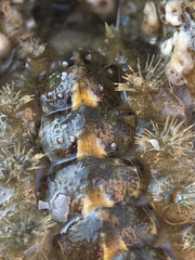 Acanthochitona