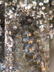 Acanthochitona