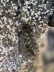 Acanthochitona