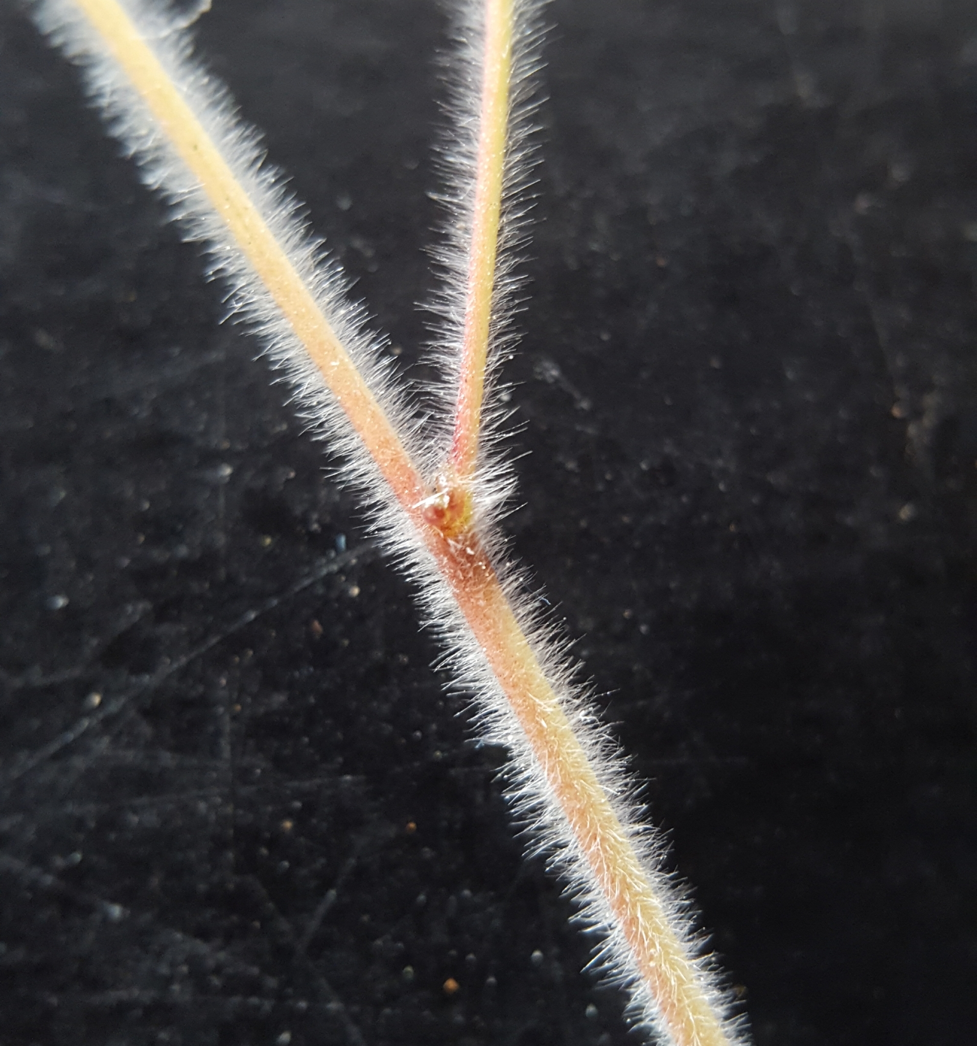 (c) François Rousseu, certains droits réservés (CC BY-NC) https://www.inaturalist.org/observations/88101129