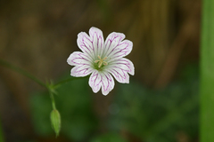 Geranium versicolor