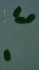 Peribatodes rhomboidaria
