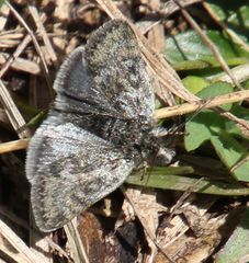 Metaxmeste phrygialis