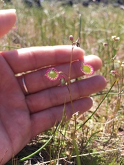 Thysanocarpus radians