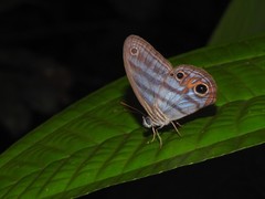 Chloreuptychia herseis