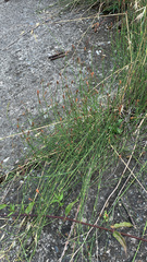 Equisetum ramosissimum