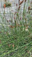 Equisetum ramosissimum