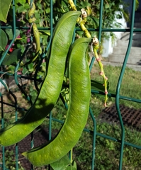 Fabaceae