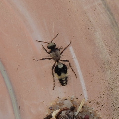Dasylabris lugubris