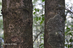 Lithocarpus hypoglaucus