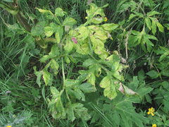 Agasyllis latifolia