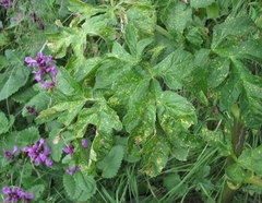 Agasyllis latifolia