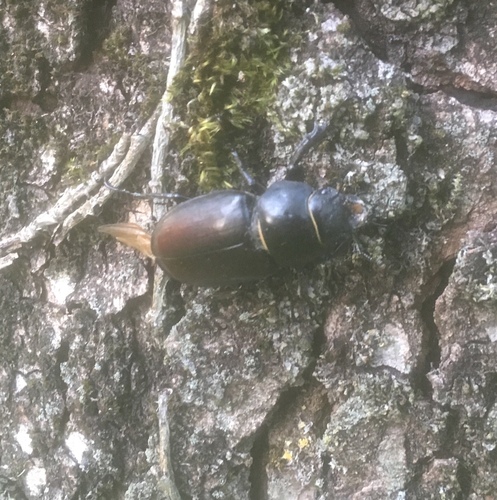 Lucanus cervus
