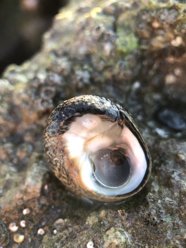 Lined Top Shell