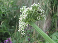 Agasyllis latifolia