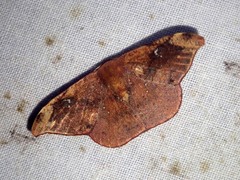 Oreta carnea