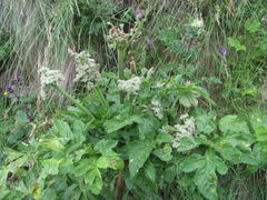 Agasyllis latifolia