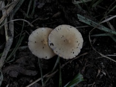 Fungi