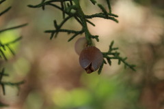 Juniperus coahuilensis