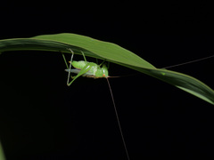 Orchelimum silvaticum