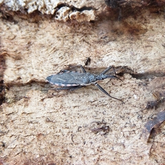 Piestolestes inermis