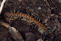 Cormocephalus rubriceps