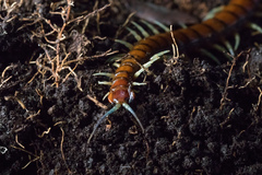 Cormocephalus rubriceps