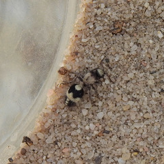 Dasylabris lugubris