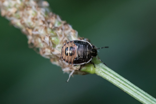 Brown shield bug photo 3