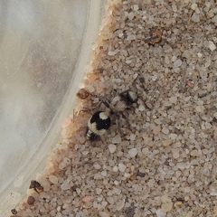 Dasylabris lugubris