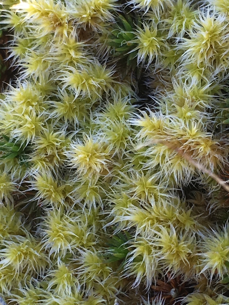 Elongate Rock Moss