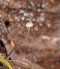 Mycena austrofilopes