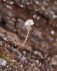 Mycena austrofilopes