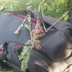 Artemisia tanacetifolia
