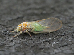 Cacopsylla ambigua