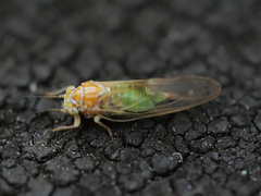 Cacopsylla ambigua