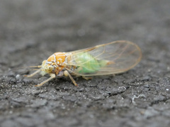 Cacopsylla ambigua