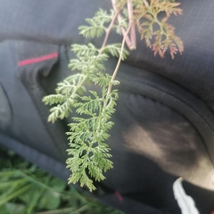 Artemisia tanacetifolia