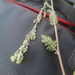 Artemisia tanacetifolia